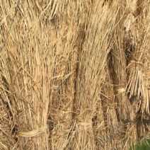 볏집 짚단 깔짚 볏짚바람막이 미끄럼방지 볏짚, 지푸라기 5kg