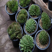 유럽마리아철화 다육철화, 1개
