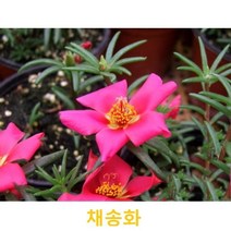 초화식물/야생화 채송화 화분모종 5개(L0041)