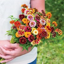 [모야모 꽃씨] 백일홍 개성파 7종 20립 씨앗 선택구매, 페르시안카펫 20립