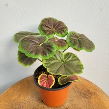 4500 유럽제라늄 불스아이 페라고늄 소품 10~25cm