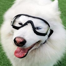 강아지 고글 선글라스 자외선 UV 차단 반려견 대형 중대형 고글 강아지선글라스 애견고글 강아지고글 멍글라스