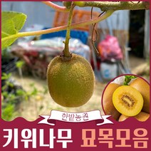 키위나무 묘목 2년생 4년생 분묘 골드키위 제니키위 레드키위 자가수정 다래나무 유실수 과실수 원예 가든, 캔스레드 3년생 망포트, 1개