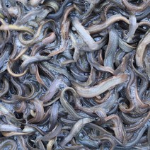 미끼용 미꾸라지 1kg 먹이용 미꾸라지 낚시용 민물고기백화점, 1kg (냉동), 1개