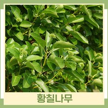 황칠나무 묘목 실생3년생 포트묘 5개