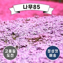 (나무85) 꽃잔디 포트 5종 시리즈, 4. 꽃잔디 에메랄드 포트 (10주묶음)