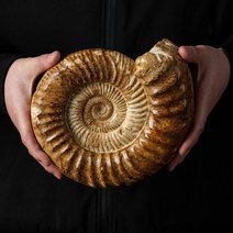 암모나이트 화석 10cm 표본 인테리어 장식 소품 고대 전시용 생물화석, 04. YL-200