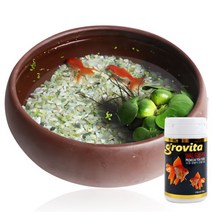 천연가습 도자기수반 금붕어키우기세트 소 -2마리포함