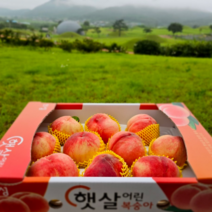 과일친구들 말랑이 딱딱이 복숭아 4kg, (8-11과) 4kg, 말랑이 복숭아, 1개