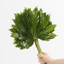 [로즈온리] 팔손이 한단 생화택배