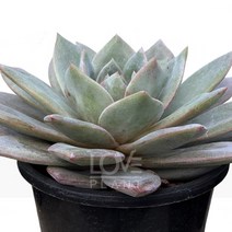[꽃사랑식물나라] 독일샴페인(중품) 다육이 공기정화식물 식물이야기 화분