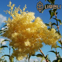 유럽라일락 향기라일락 라일락 나무언니, 베이징골드 접목1년