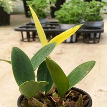 황금대명석곡 소품 공기정화식물 식집사 실내화분, 단품, 1개