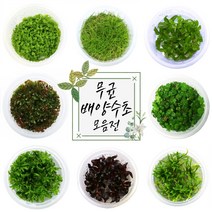 [모던 아쿠아] 양많고 깨끗한 무균수초 / 구피수초 / 새우수초 / 부상수초 / 조직배양수초, [전경 06] 라토나기리 망향 - 성게 모양 레어 수초
