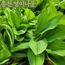 바로보담 명이나물 1kg 2kg 3kg 잎명이 대명이 강원도 홍천 산마늘 명이잎 햇명이 수확시기 예약상품, 대명이 1kg(4월 초 순차발송), 1개