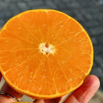 [제주해피박스]제주 고당도 최상급 천혜향 특대과 대중소과 가정용 선물용 벌크 2kg 3kg 5kg, 가정용 천혜향 5kg(12-24과)