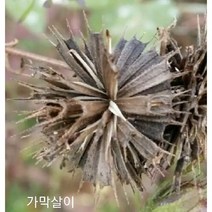 꽃씨앗 가막사리(가막살이) (100립) -일년초 종자씨앗 야생화 씨앗모음