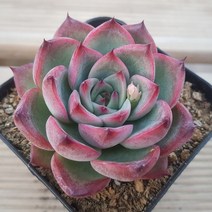 50가지 다육이 [ 취향저격 ], 17번-파이어필라