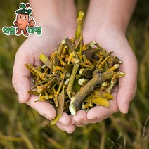 국산 강원도 겨우살이 곡기생 200g