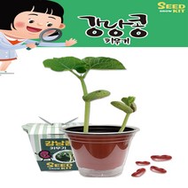 강낭콩키우기 강낭콩키트 식물학습 새싹 과학실습, 단품