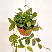 러브코리아 호야 키우기 쉬운 실내 공기청정 행잉 공중 화훼농장 식물 화초 화분, 단품, 1개