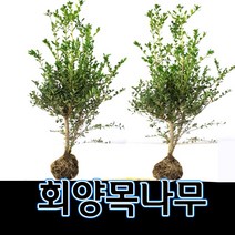 순희농장 회양목나무(50cm) 2개묶음, 연두, 2개