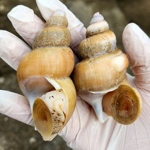 백골뱅이 생물 백고동 자연산 생골뱅이 500g 1kg 연안 동해안 백골뱅이탕 백고둥, 활(생) 백골뱅이, 중 500g(15~20미내외), 1개