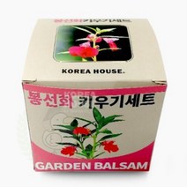 에포트구스 봉선화 키우기 식물키우기키트