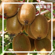 자가수정키위(제니) 키 100cm 분묘