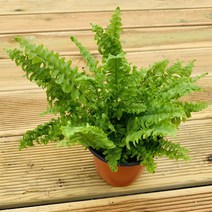 보스턴고사리 관엽 공기정화식물