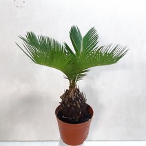 소철, 1개