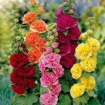 접시꽃 겹접시꽃 색상랜덤 3개셋트 [시즌야생화], 3개