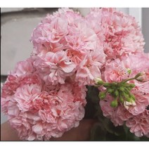 파사트 Passat 유럽제라늄