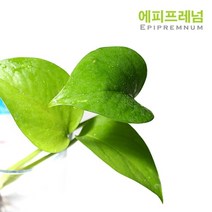 수경식물-스킨답서스 2촉-베타침대 물꼿이 실내 공기정화/헬로아쿠아