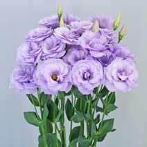 [씨앗]리시안서스(꽃도라지)-메갈로3형 라벤다임프 20립