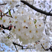 벚꽃나무 묘목 겹벚나무 왕벚나무 특묘 상묘 조경수 관상수 서울농원묘목, 왕벚나무 1년생 특묘