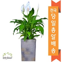 고급 대형화분 개업 축하 화분 전국 당일배송, 30. 스파트필름