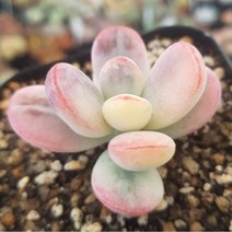 50가지 다육이 [ 취향저격 ], 38번-방울복랑금, 1개