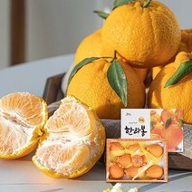 기타 [블랙프리미엄] 제주 특품 한라봉 (3kg /10과내외), 1, 쿠팡 본상품선택