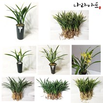 철골소심(6-7촉)/동양란/서양란/풍란/난/공기정화식물/나라아트, 1. 철골소심(6-7촉), 1개