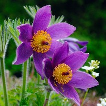 몽골 할미꽃 / 솜털이 보송보송 보라색 꽃 GP79, 1개