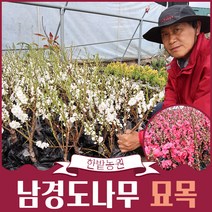 남경도나무 묘목 흰색 빨간색꽃 접목 1년생 꽃복숭아 꽃나무 공원수 독립수 정원꾸미기 화단가꾸기, 흰색꽃(접목2년생)
