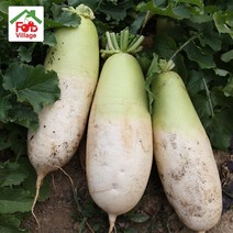 [푸드빌리지] 아삭아삭 시원한 제주 햇무 무우 7Kg(내외), 1박스, 햇 무우 7kg내외