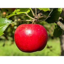 산지직송 달달농산물 꿀사과 경북 충북사과 부사 가정용못난이 초특가세일 10kg~, 09.가정용(못난이)10kg 중대과, 중대과