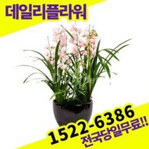 심비디움 서양란 난 호접란 개업화분 승진축하 난배달
