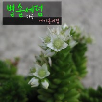 허브여울다육 별솔세덤 (애기솔세덤) 지름 9cm 소품, 3개