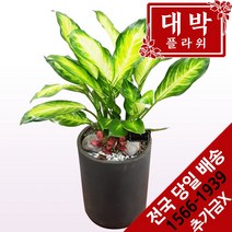 대박플라워 마리안느 개업화분 집들이 인테리어 공기정화식물 관엽식물 꽃배달