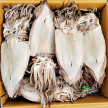 신통씨푸드 국내가공 두툼한 등불 반건조오징어 (특대) 10마리 1.4kg 내외 와사마요소스 증정