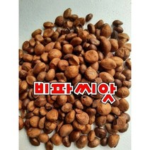 완도산 비파씨앗 1팩 100g3, 1개