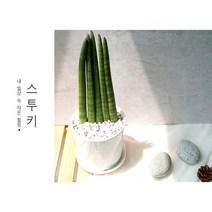 플랜트스토리 실내공기정화식물 소형 도자기 화분, 1개, 스투키